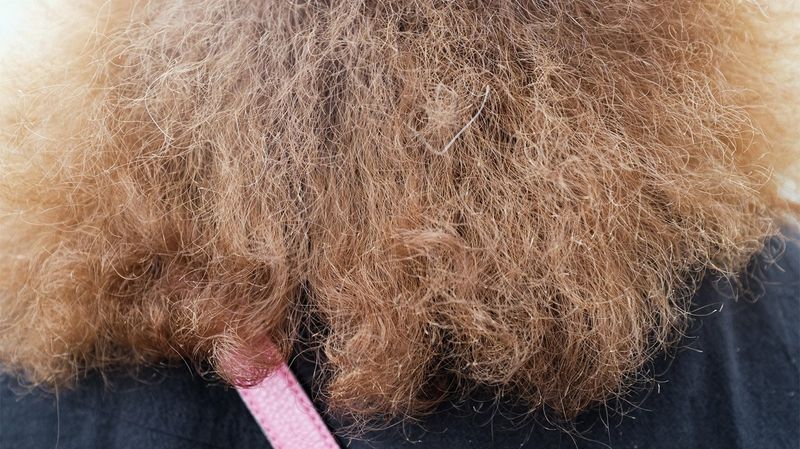 Increased Frizz