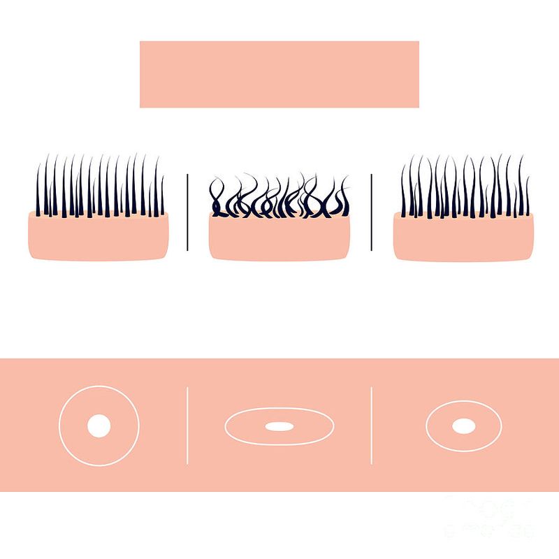 The Science of Hair Texture